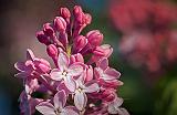 Lilacs_DSCF02503.5